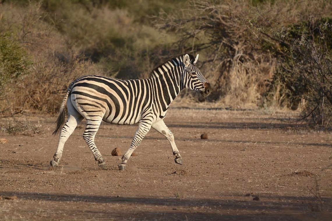 Zebra  Burchells zebra,Equus quagga burchellii