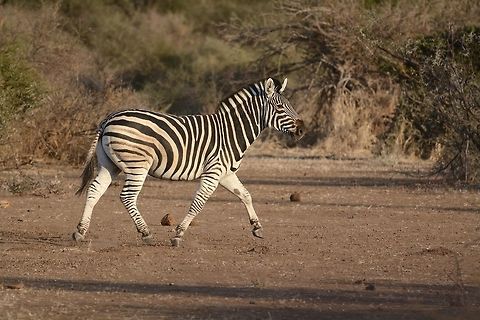 Zebra  Burchells zebra,Equus quagga burchellii