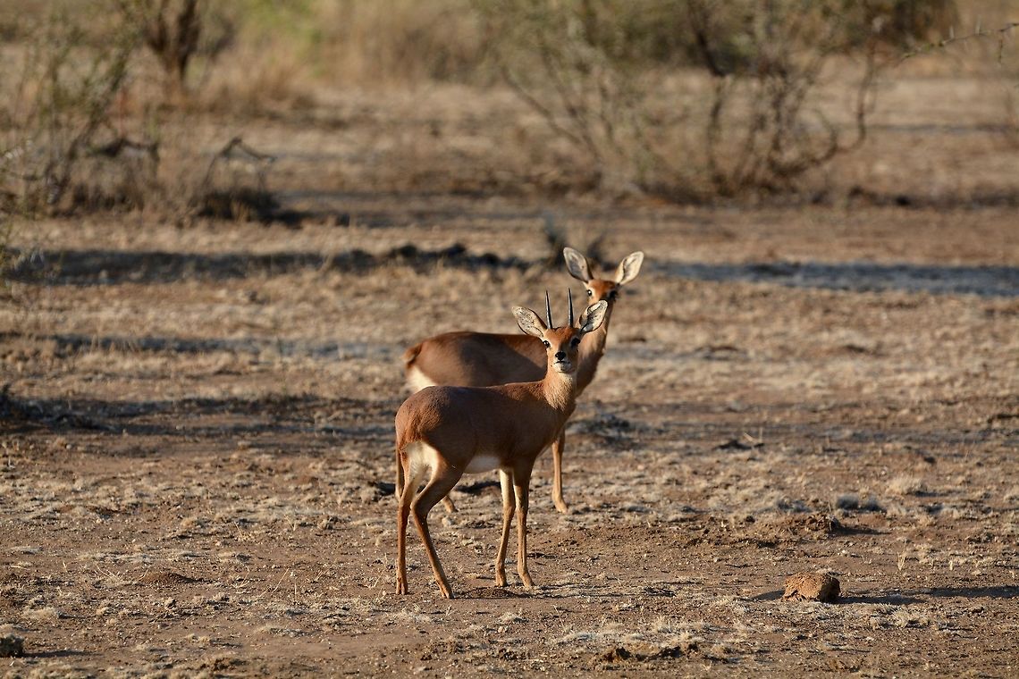 Steenbok  Raphicerus campestris,Steenbok