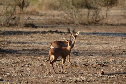 Steenbok  Raphicerus campestris,Steenbok