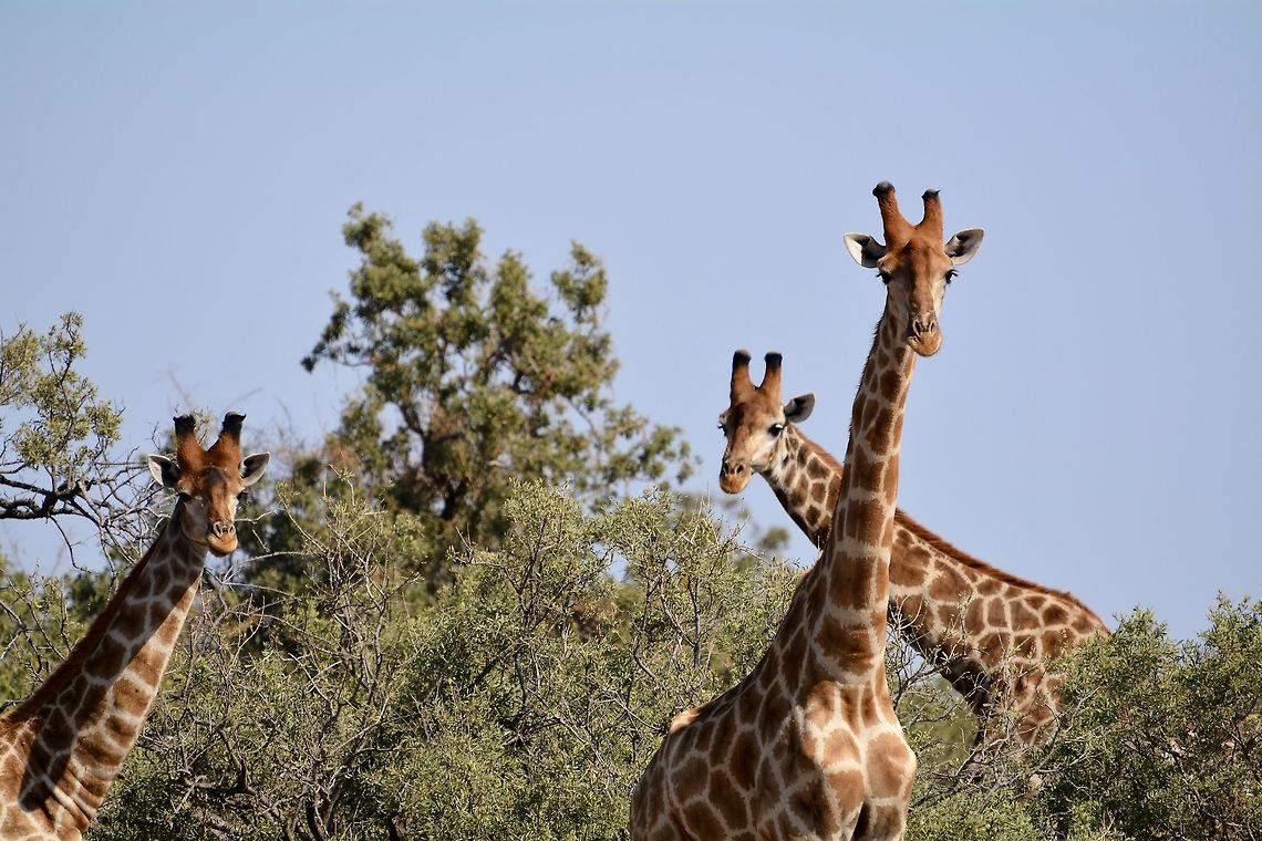Giraffe  Botswana,Geotagged,Giraffa camelopardalis,Giraffe,Winter