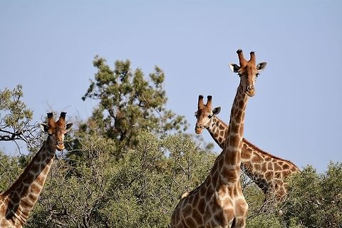 Giraffe  Botswana,Geotagged,Giraffa camelopardalis,Giraffe,Winter
