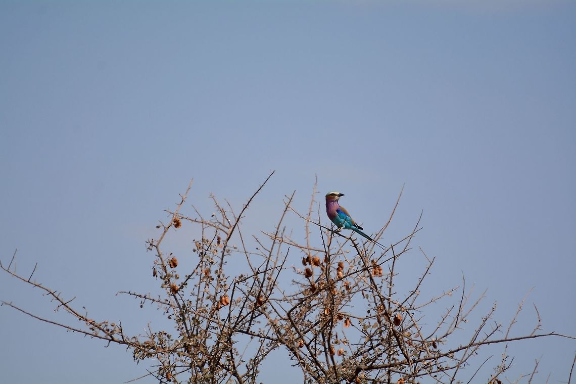 Lilac Breasted Roller  Coracias caudatus,Lilac-breasted Roller