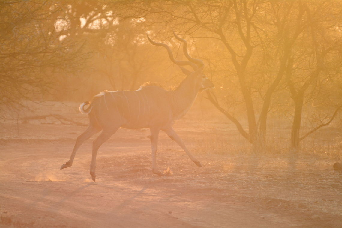 Greater Kudu  Greater Kudu,Tragelaphus strepsiceros