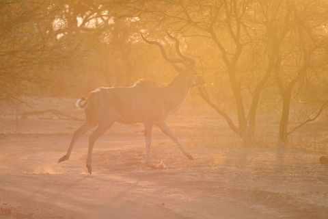 Greater Kudu  Greater Kudu,Tragelaphus strepsiceros