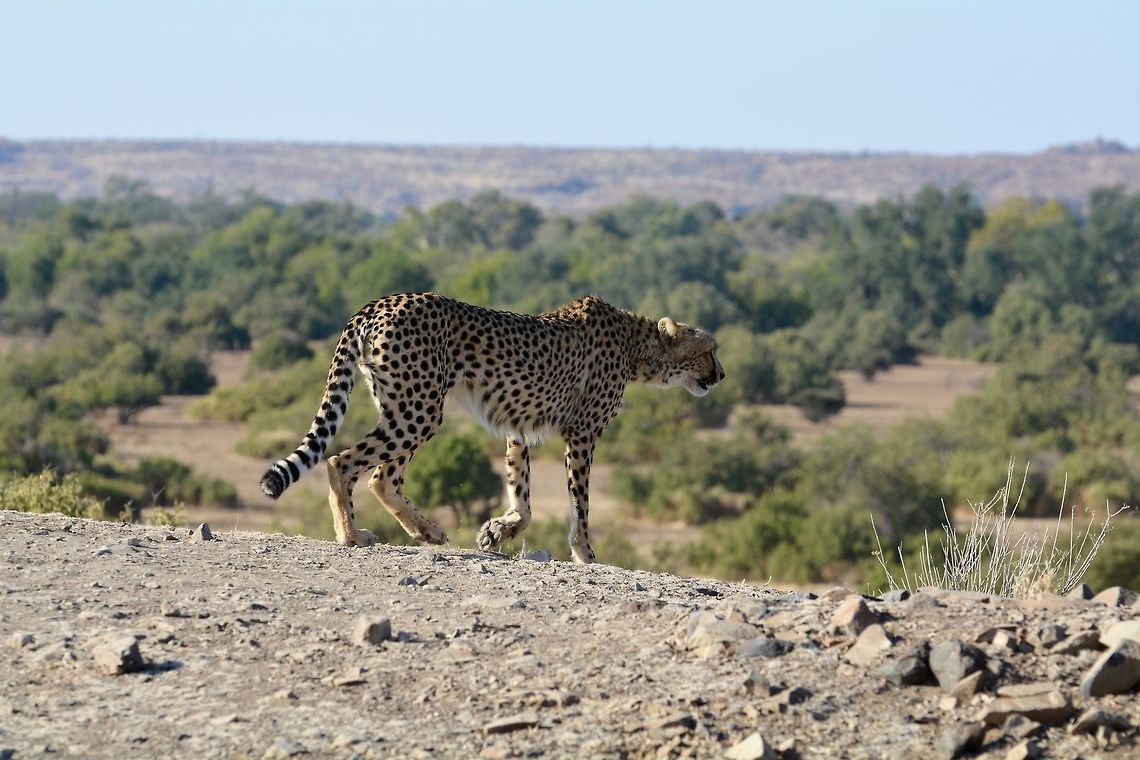 Cheetah  Acinonyx jubatus,Botswana,Cheetah,Geotagged,Winter