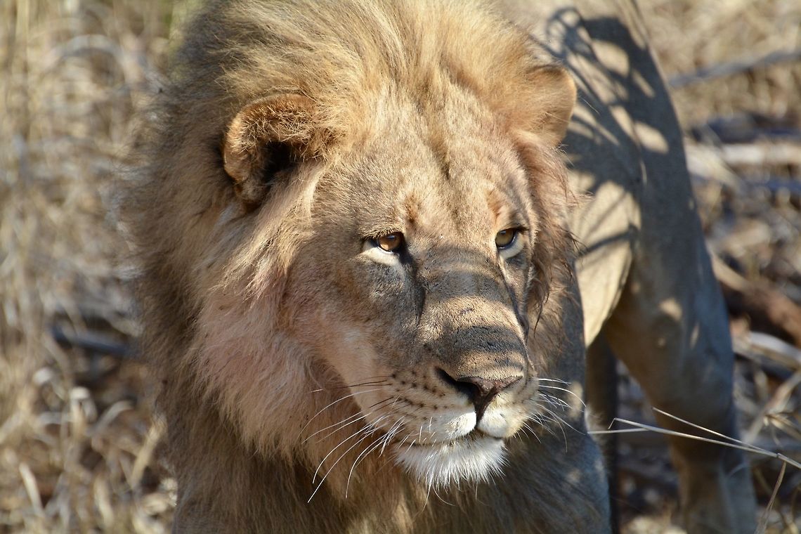 Lion  Botswana,Geotagged,Lion,Panthera leo,Winter