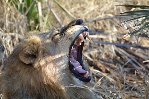 Lion  Botswana,Geotagged,Lion,Panthera leo,Winter