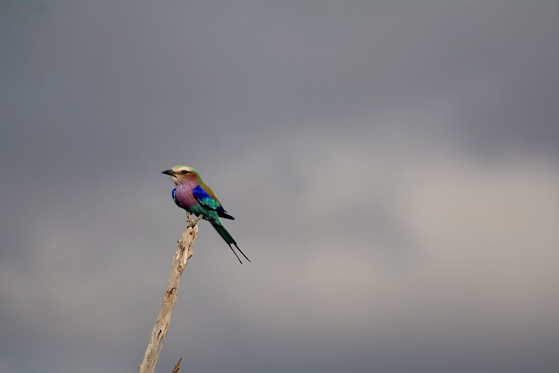 Lilac Breasted Roller  Botswana,Coracias caudatus,Geotagged,Lilac-breasted Roller,Winter