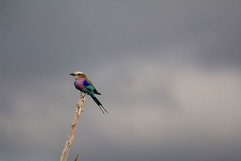 Lilac Breasted Roller  Botswana,Coracias caudatus,Geotagged,Lilac-breasted Roller,Winter