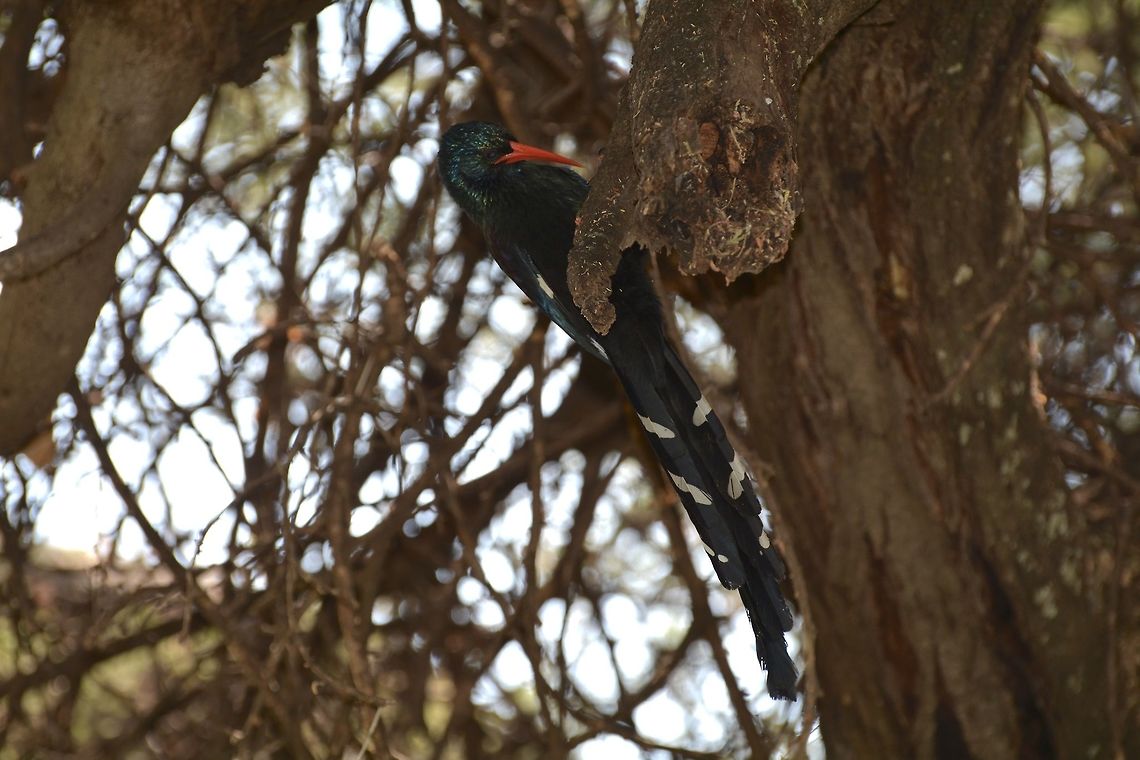 Green Wood Hoopoe  Botswana,Geotagged,Green Wood Hoopoe,Phoeniculus purpureus,Winter