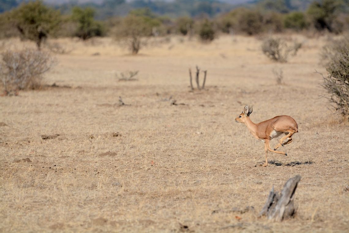 Steenbok on the run This steenbok ran straight in front of our vehicle as we passed by Botswana,Geotagged,Raphicerus campestris,Steenbok,Winter