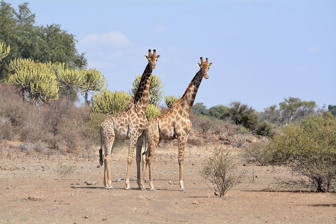 Giraffe Giraffe are very curious animals and they would always stare at our vehicle as we passed by Botswana,Geotagged,Giraffa camelopardalis,Giraffe,Winter