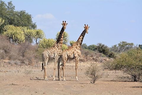 Giraffe Giraffe are very curious animals and they would always stare at our vehicle as we passed by Botswana,Geotagged,Giraffa camelopardalis,Giraffe,Winter