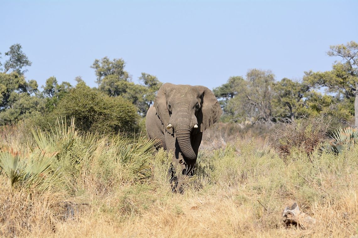 Bull Elephant This bull surprised us when he popped out of the bush African bush elephant,Botswana,Geotagged,Loxodonta africana,Winter