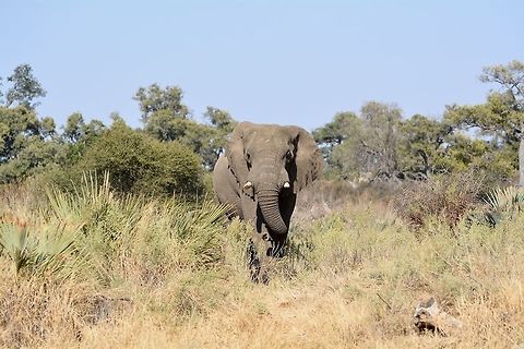 Bull Elephant This bull surprised us when he popped out of the bush African bush elephant,Botswana,Geotagged,Loxodonta africana,Winter