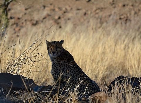 Eye of the cheetah  Acinonyx jubatus,Botswana,Cheetah,Geotagged,Winter