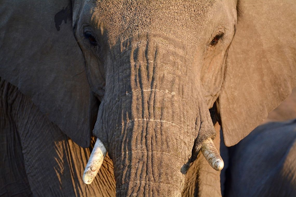 Elephant  African bush elephant,Botswana,Geotagged,Loxodonta africana,Winter