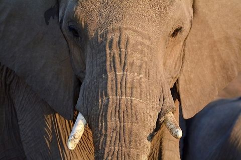 Elephant  African bush elephant,Botswana,Geotagged,Loxodonta africana,Winter