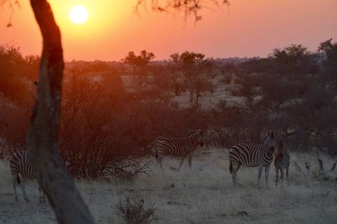 Zebra Sunset  Botswana,Burchells zebra,Equus quagga burchellii,Geotagged,Winter
