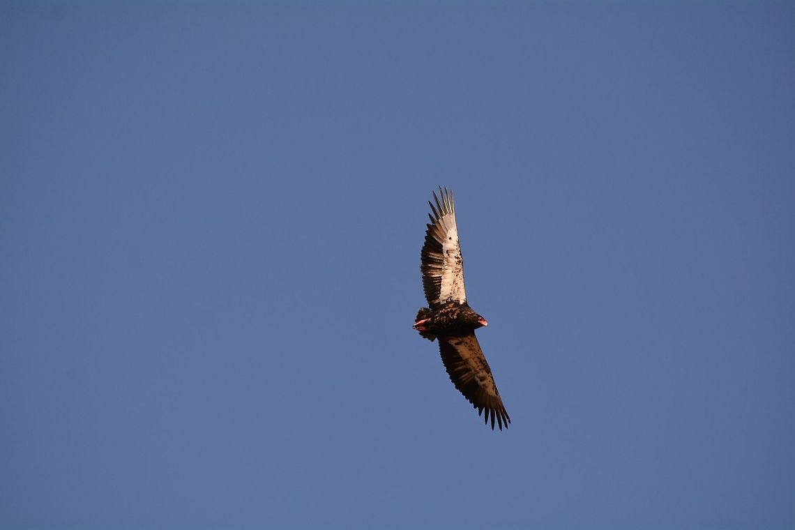 Bateleur  Bateleur,Botswana,Geotagged,Terathopius ecaudatus,Winter