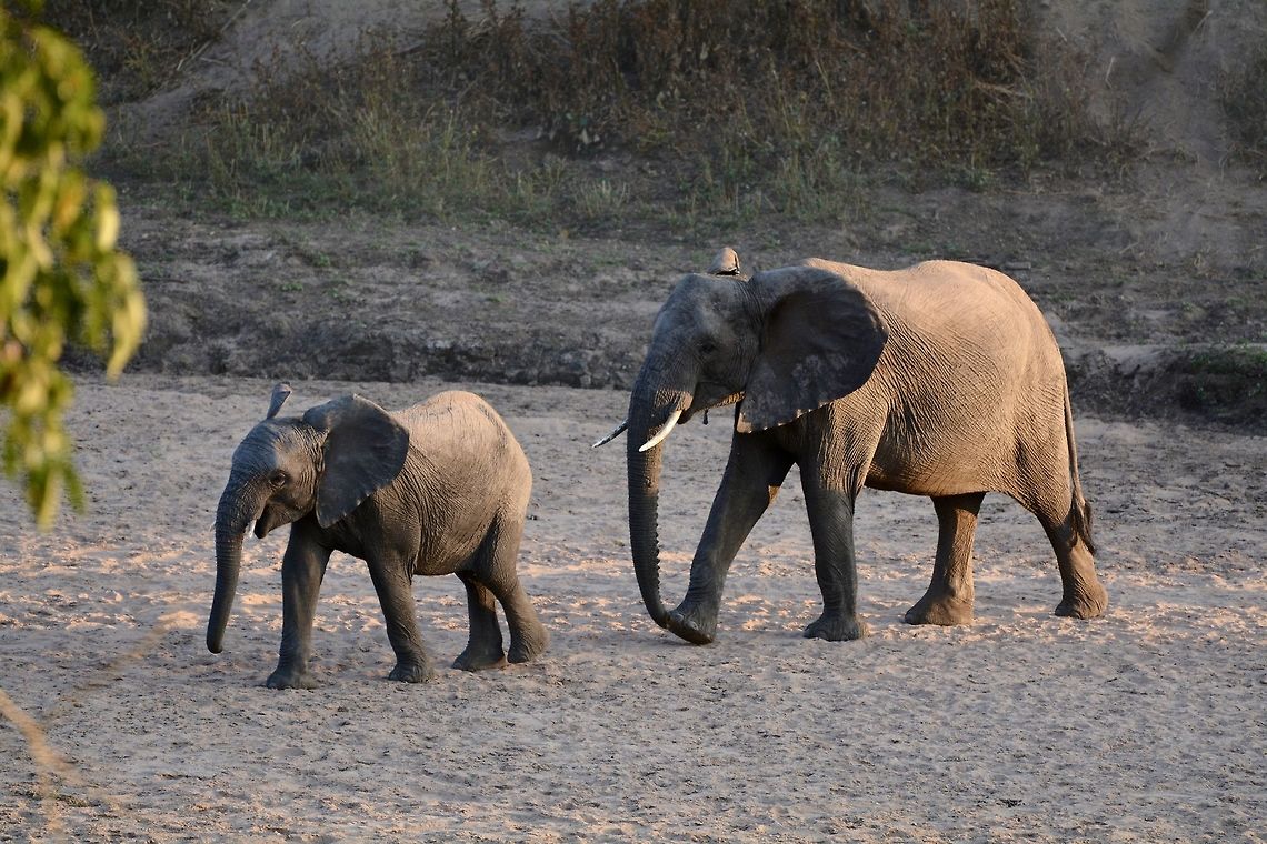 Follow the leader An young elephant and its mother cross the dry Limpopo African bush elephant,Botswana,Geotagged,Loxodonta africana,Winter
