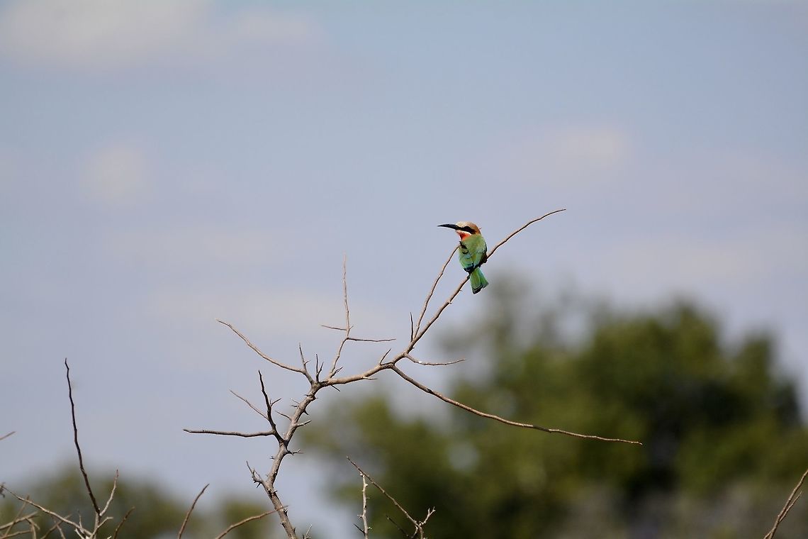 White fronted bee eater  Botswana,Geotagged,Merops bullockoides,White-fronted Bee-Eater,Winter