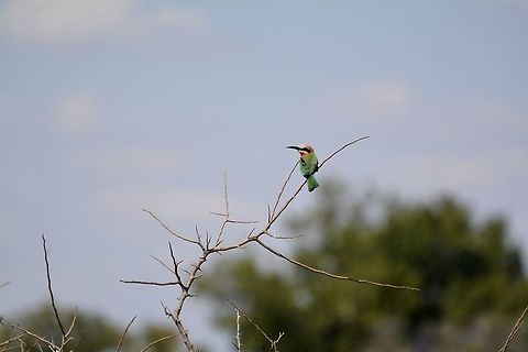 White fronted bee eater  Botswana,Geotagged,Merops bullockoides,White-fronted Bee-Eater,Winter