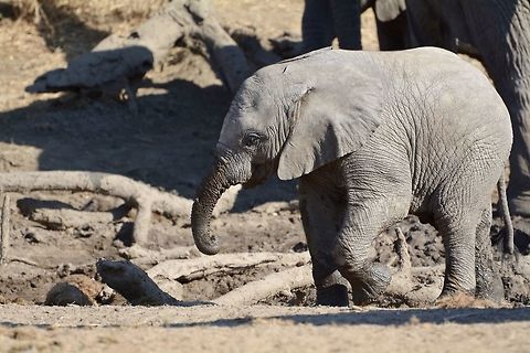 Young elephant Young elephant messing around in the mud. African bush elephant,Botswana,Geotagged,Loxodonta africana,Winter