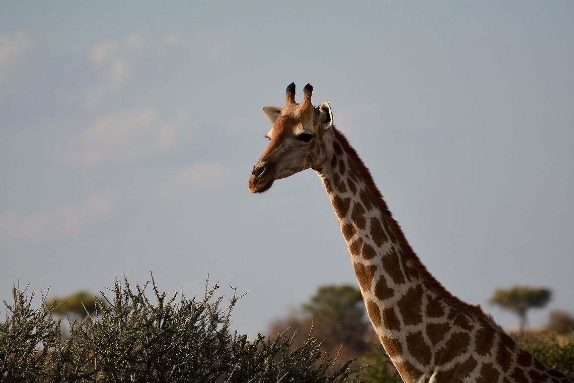 Giraffe  Botswana,Geotagged,Giraffa camelopardalis,Giraffe,Winter