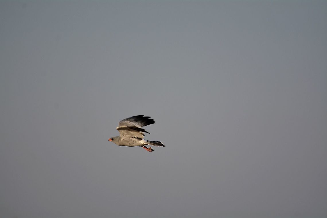 goshawk  Botswana,Dark Chanting Goshawk,Geotagged,Melierax metabates,Winter