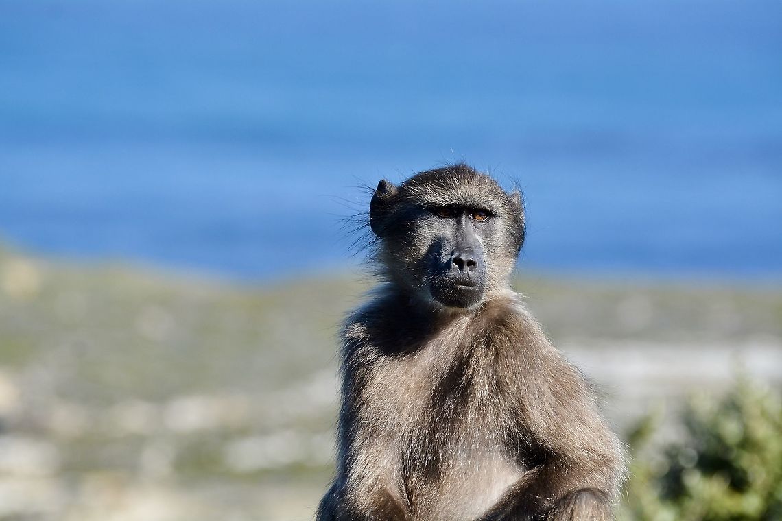 Baboon A baboon at the cape of good hope Chacma baboon,Geotagged,Papio ursinus,South Africa,Winter