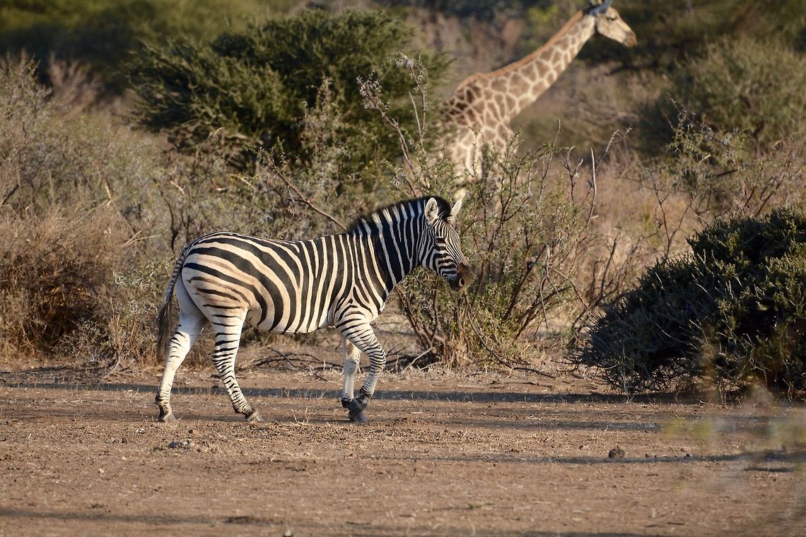 Stripes and Spots A zebra walks in the foreground while a giraffe hangs out in the back. Botswana,Burchells zebra,Equus quagga burchellii,Geotagged,Winter