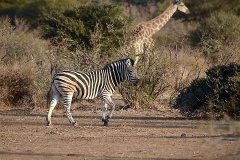 Stripes and Spots A zebra walks in the foreground while a giraffe hangs out in the back. Botswana,Burchells zebra,Equus quagga burchellii,Geotagged,Winter