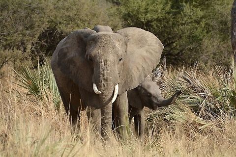 Mother and Child  African bush elephant,Botswana,Geotagged,Loxodonta africana,Winter