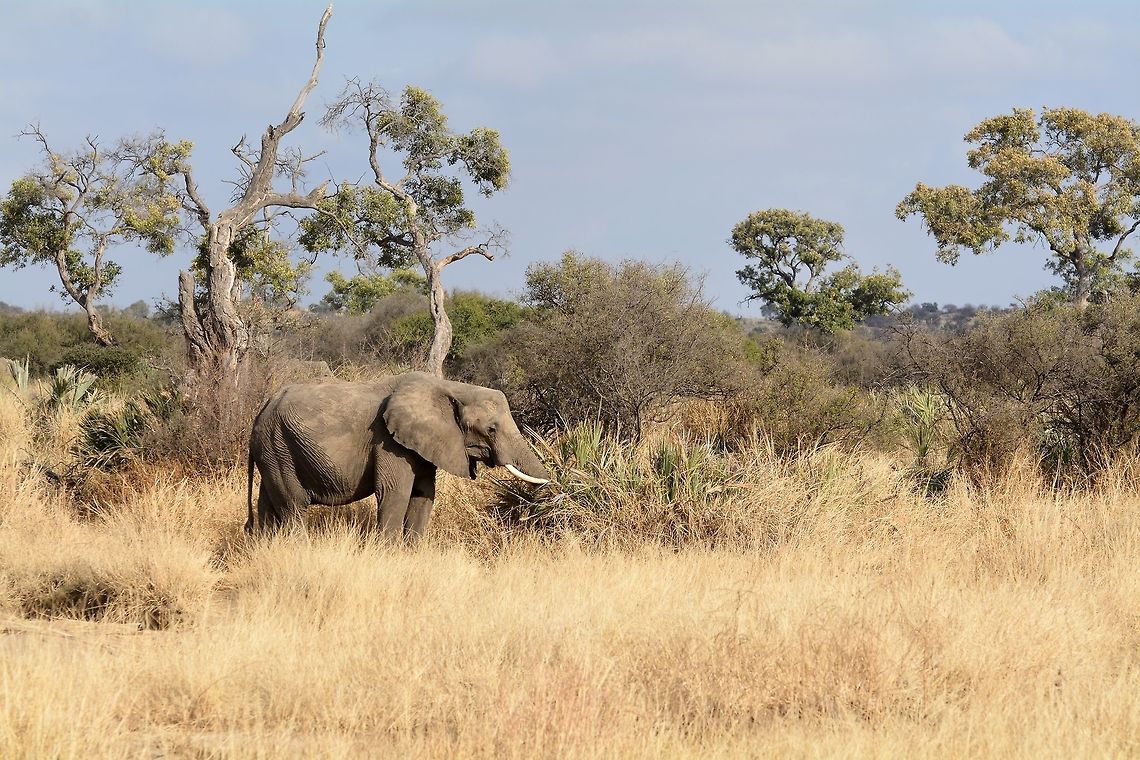 The lone ranger a lone elephant feeding on some palms. African bush elephant,Botswana,Geotagged,Loxodonta africana,Winter