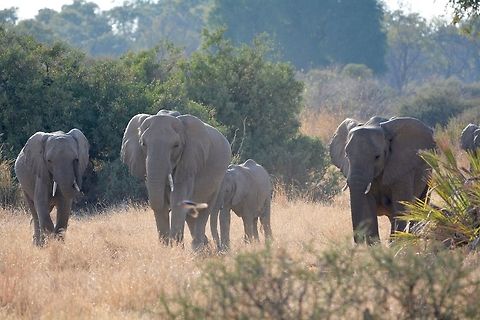Elephant Herd A herd of elephant appears out of the bush African bush elephant,Botswana,Geotagged,Loxodonta africana,Winter