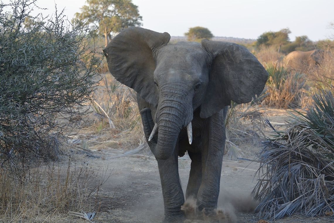 Elephant charge  African bush elephant,Botswana,Geotagged,Loxodonta africana,Winter