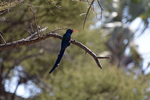 Green Wood Hoopoe  Botswana,Geotagged,Green Wood Hoopoe,Phoeniculus purpureus,Winter