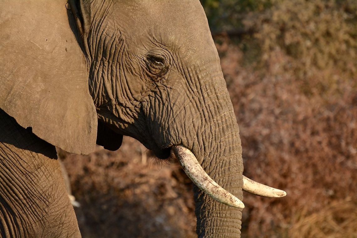 Elephant Tears  African bush elephant,Botswana,Elephant,Geotagged,Loxodonta africana,Winter