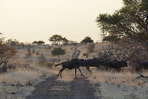 Wildebeest Crossing This is the last in a herd of around 15 blue wildebeest crossing a vehicle path in the Northern Tuli Conservation Area, Botswana. Blue wildebeest,Botswana,Connochaetes taurinus,Geotagged,Winter
