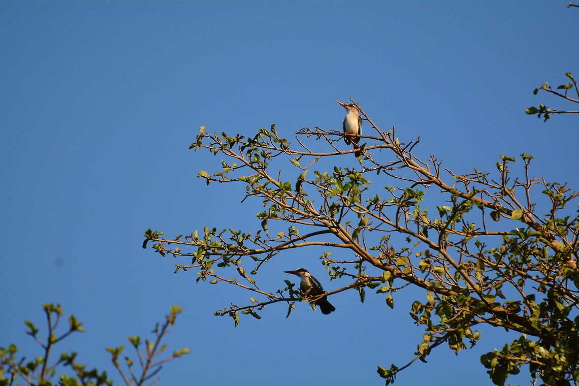Brown Hooded Kingfisher  Botswana,Brown-hooded Kingfisher,Geotagged,Grey-headed kingfisher,Halcyon albiventris,Halcyon leucocephala,Winter