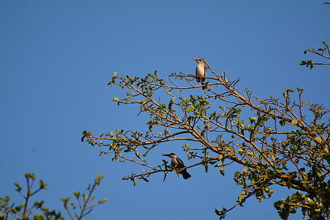 Brown Hooded Kingfisher  Botswana,Brown-hooded Kingfisher,Geotagged,Grey-headed kingfisher,Halcyon albiventris,Halcyon leucocephala,Winter