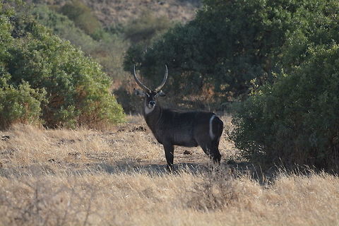 Waterbuck  Botswana,Geotagged,Kobus ellipsiprymnus,Waterbuck,Winter