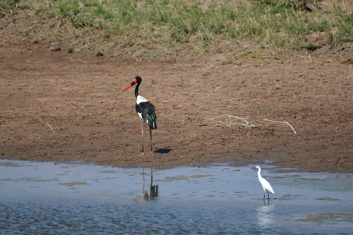 Saddle-billed Stork  Botswana,Ephippiorhynchus senegalensis,Geotagged,Saddle-billed Stork,Winter