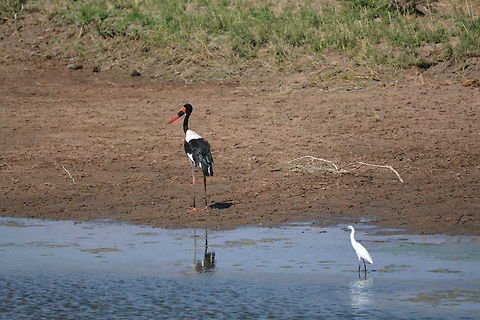 Saddle-billed Stork  Botswana,Ephippiorhynchus senegalensis,Geotagged,Saddle-billed Stork,Winter