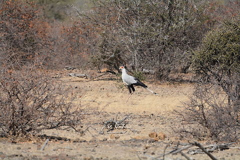 Secretary Bird  Botswana,Geotagged,Sagittarius serpentarius,Secretary Bird,Winter