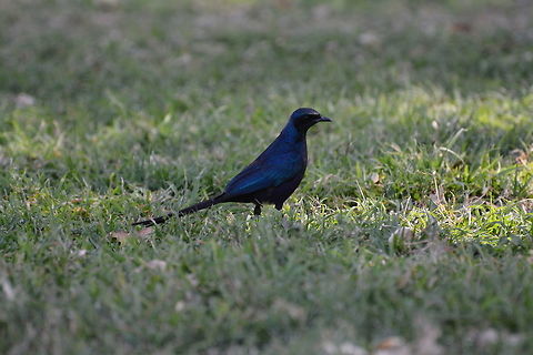 Starling  Botswana,Burchells starling,Geotagged,Lamprotornis australis,Winter