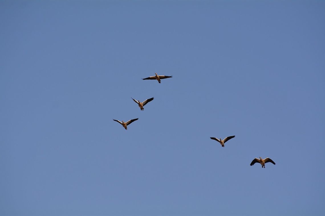 Egyptian Goose  Alopochen aegyptiacus,Botswana,Egyptian Goose,Geotagged,Winter