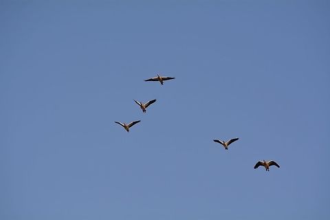 Egyptian Goose  Alopochen aegyptiacus,Botswana,Egyptian Goose,Geotagged,Winter